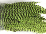 Whiting Bugger Pack