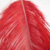 MFC - Ostrich Plume
